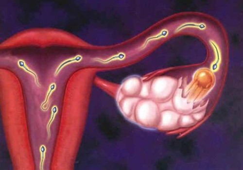 男的精子弱可以做试管婴儿吗,怎样调理男性弱精